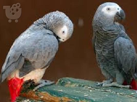PoulaTo: Ζεύγος των αφρικανικών γκρι παπαγάλοι για πώληση
